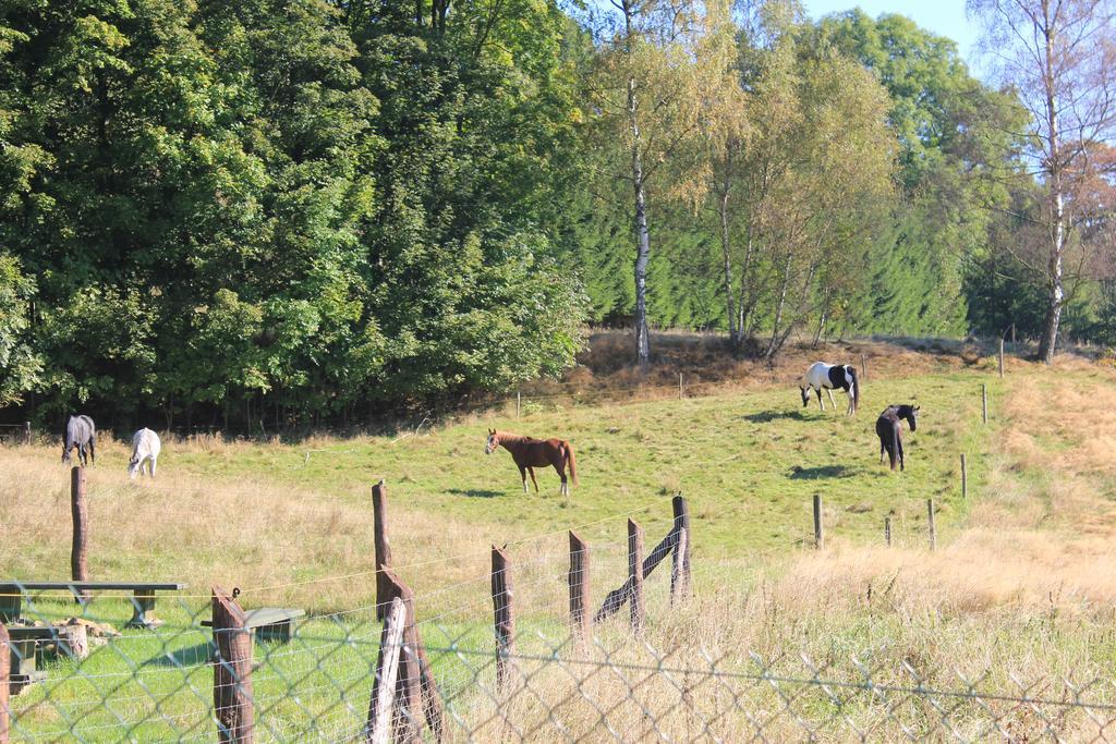 Sloneczna Zagroda - Sunny Ridge Farm Farm stay