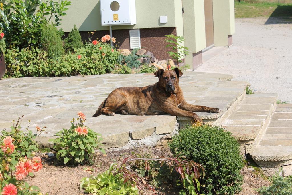 Sloneczna Zagroda - Sunny Ridge Farm Farm stay Laczna (Walbrzych)