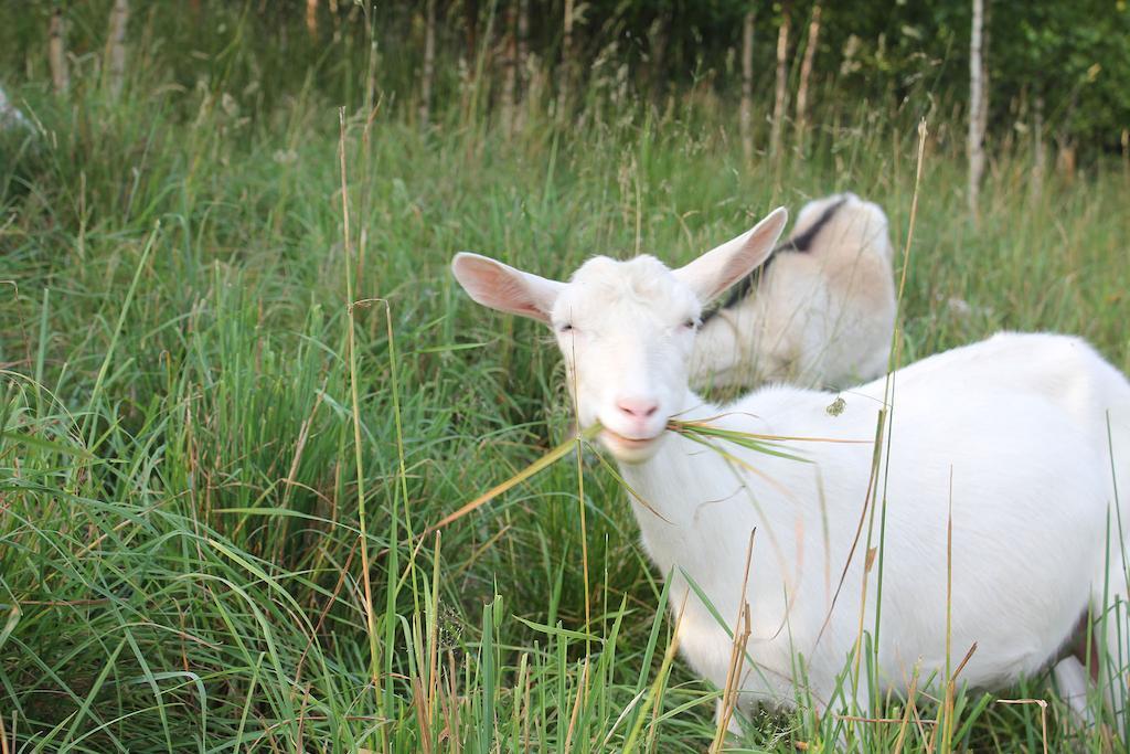 Farm stay Sloneczna Zagroda - Sunny Ridge Farm *